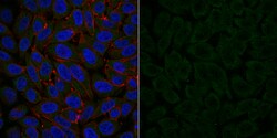 MilliporeSigma Mouse anti-Dynein, Clone: 74.1, Alexa Fluor 488, 100&mu;L;